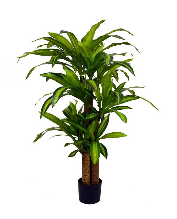 PLANTA ÁRBOL DRAGÓN C-MAC H130
