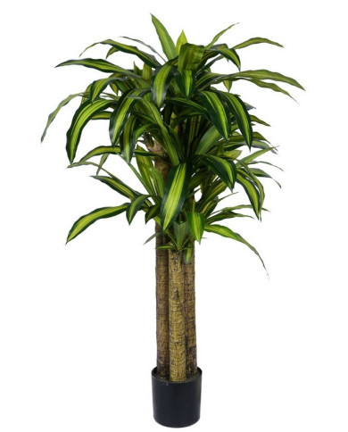 PLANTA ÁRBOL DRAGÓN C-MAC H150
