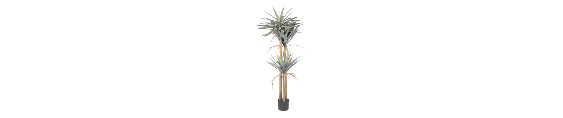 PLANTA KENZIA C-MACETERO 9HOJAS H80