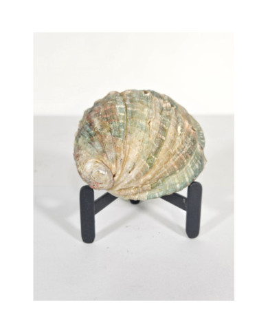 CONCHA ÁBALON ROSCADA PEQUEÑA PARA DECORACIÓN CON PEANA (71 gr)