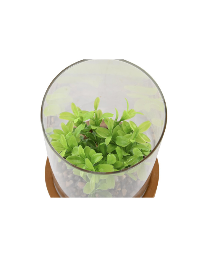 PLANTA PE CRISTAL 12X12X18 2 SURT.