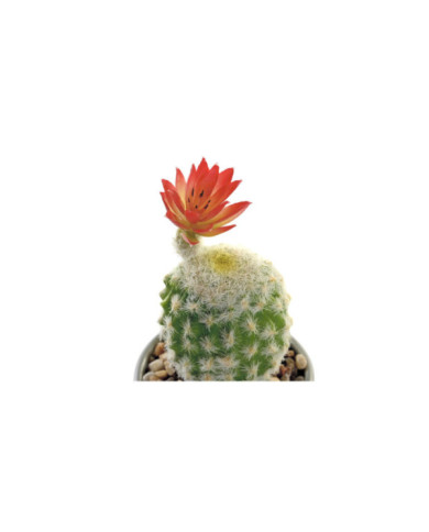 PLANTA CERAMICA PE 8X8X20 CACTUS 2 SURT.