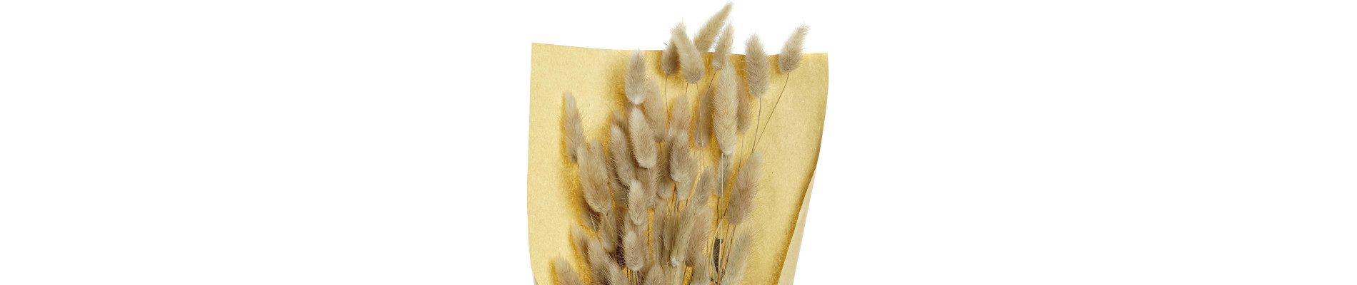 RAMO FLOR SECA 20X20X76 COLA DE CONEJO NATURAL