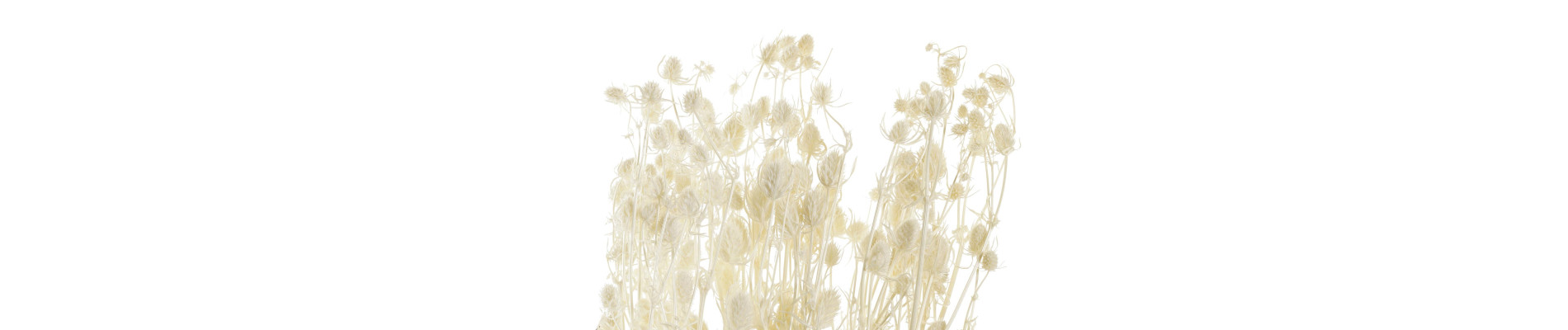 RAMO FLOR SECA 15X15X65 PRISTIMERA CREMA