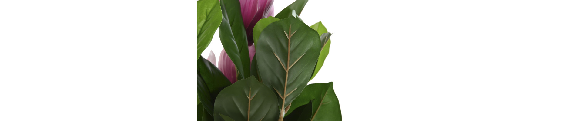 PLANTA PE 60X60X125 MAGNOLIO VERDE