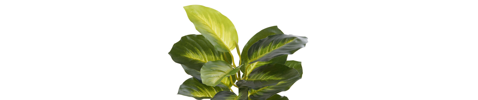 PLANTA PVC PP 25X25X30 DIEFEMBAQUIA VERDE