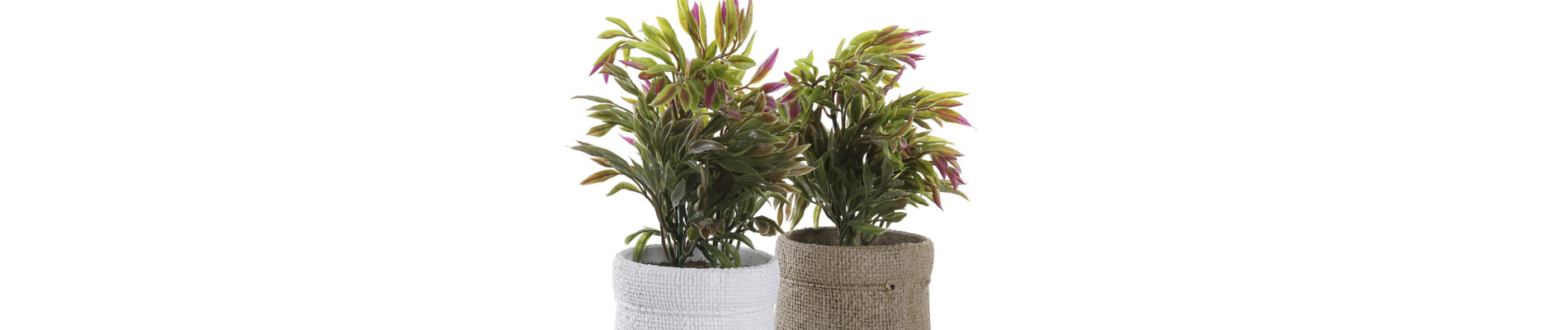 PLANTA PE EVA 16X16X21 2 SURT.
