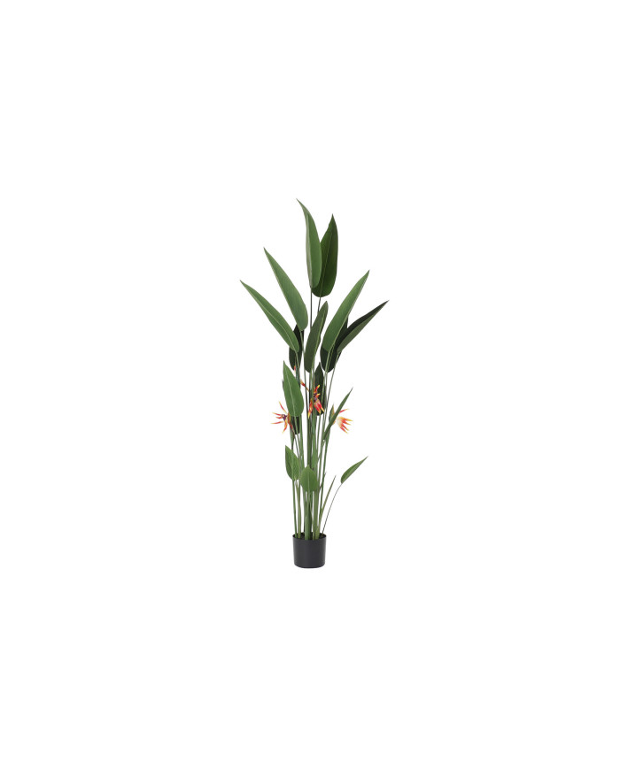 PLANTA POLIESTER PP 75X75X180 AVE DEL PRAISO VERDE