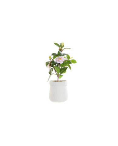 PLANTA PVC EVA 23X18X38 ROSAL ROSA PALO