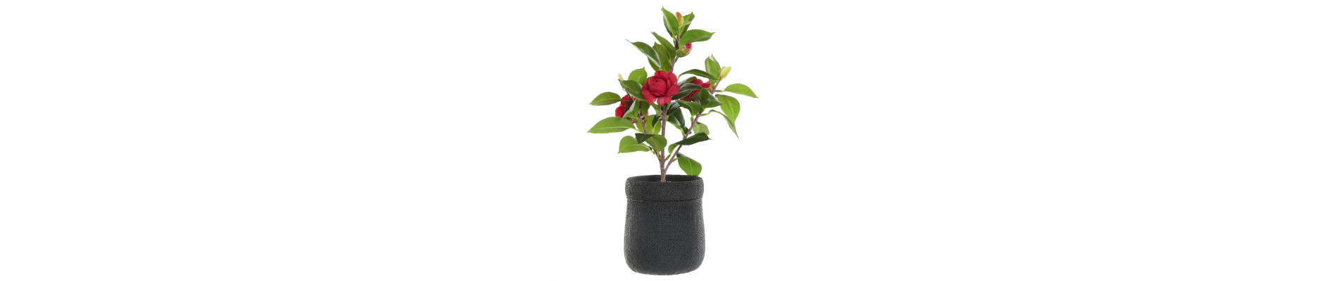 PLANTA DOLOMITE PVC 17X12,5X14 BLANCO