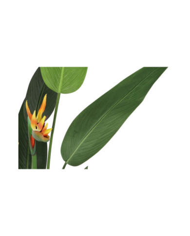 PLANTA PE PP 50X50X150 AVE DE PARAISO VERDE