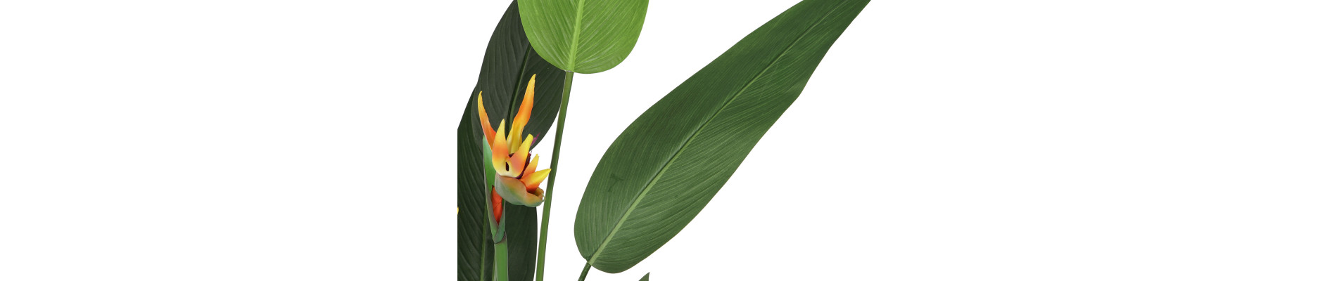 PLANTA PE PP 50X50X150 AVE DE PARAISO VERDE