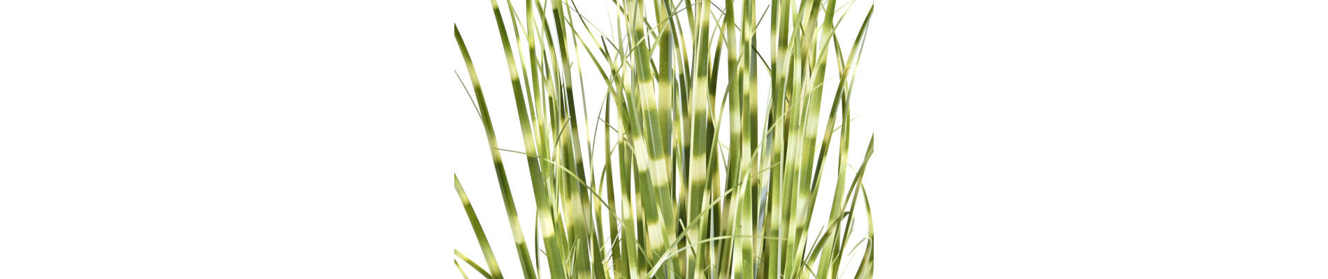 PLANTA PE PVC 20X20X60 ZEBRA VERDE