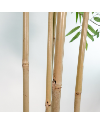ARBOL PVC BAMBU 80X80X180 BAMBU VERDE