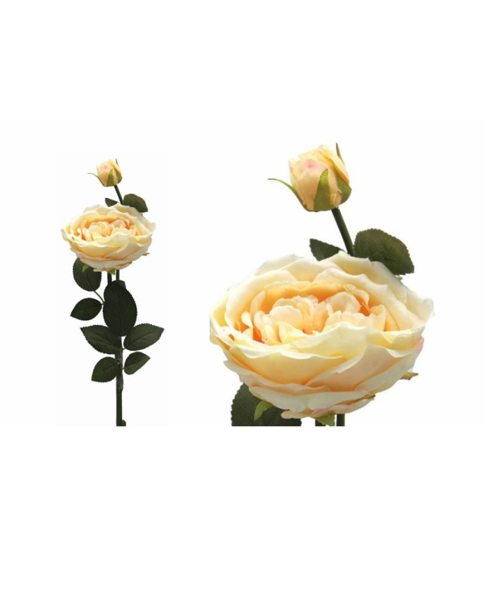 ROSA BORBONIANA AMARILLO/ROSA