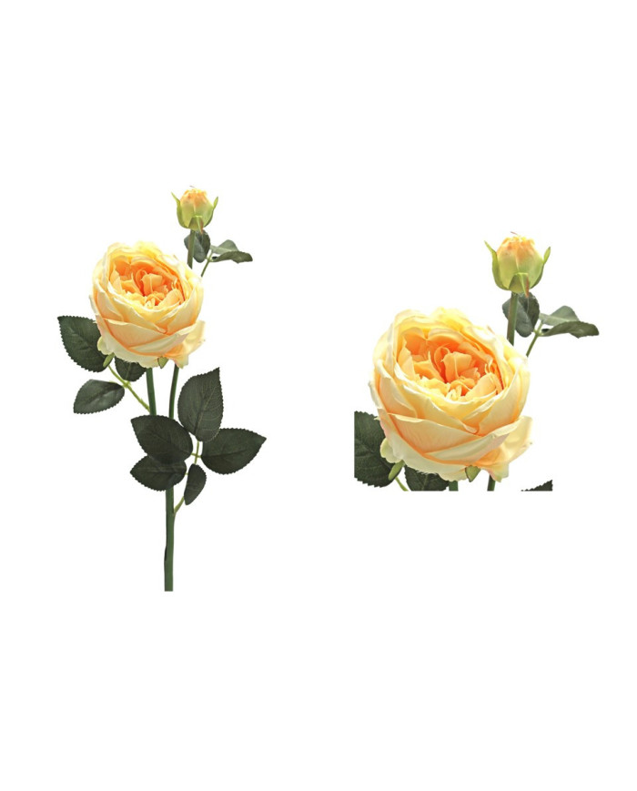 ROSA BORBONIANA AMARILLO