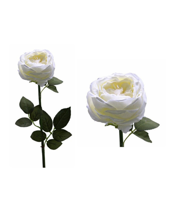 ROSA REINE VICTORIA 72CM BLANCO