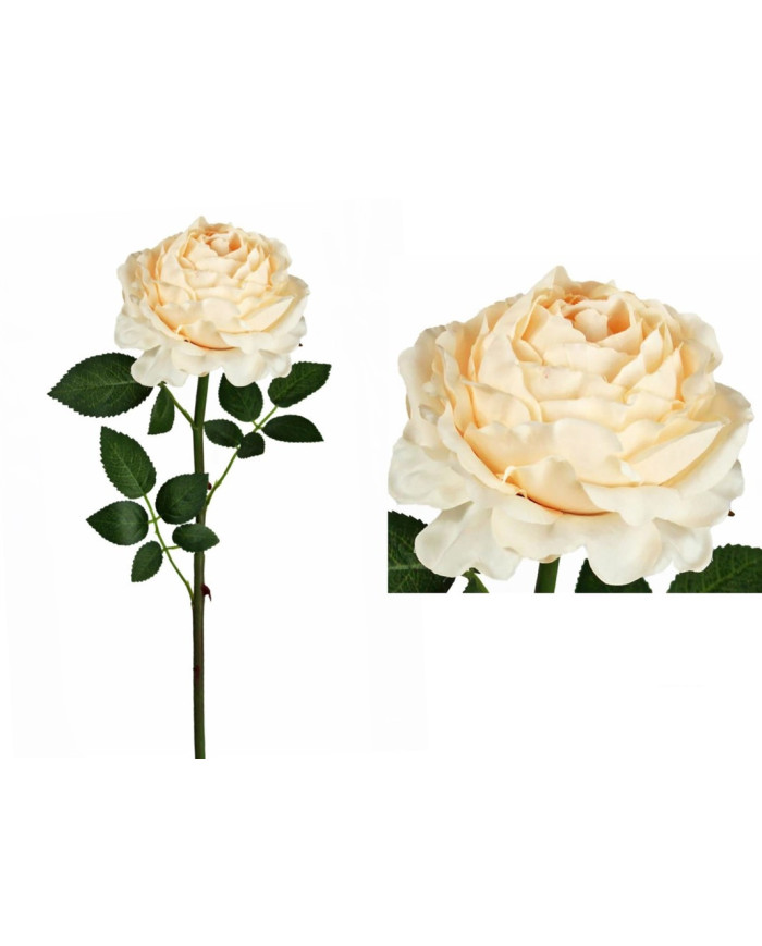 ROSA SWEET ROSA CLARO