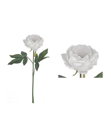 PEONIA SUNSET BLANCO PURO