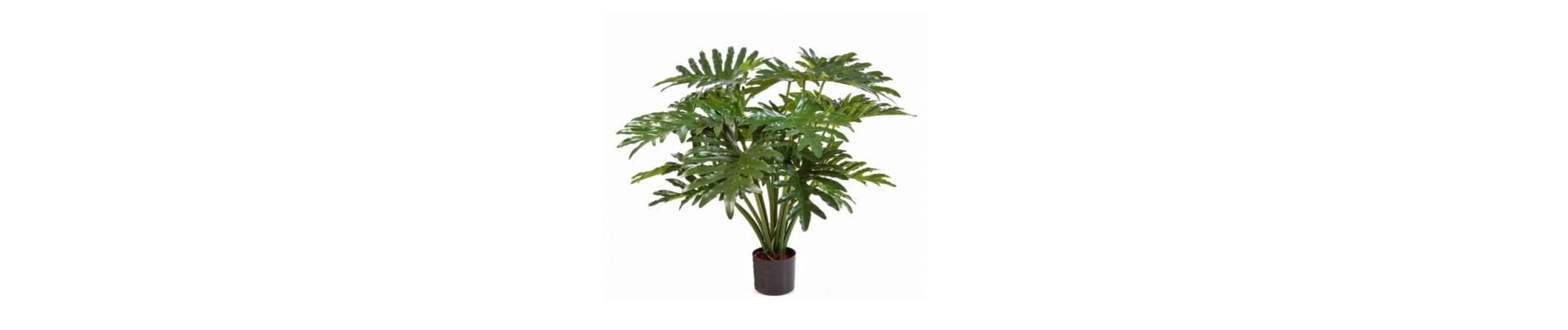PLANTA YUCA 70CM