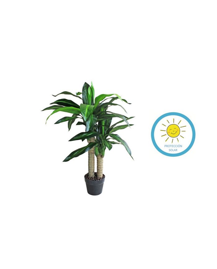 DRACENA 90CM PARA EXTERIOR