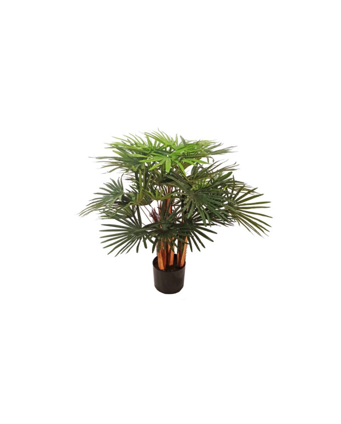 PLANTA PALMERA WASHINGTONIA 70X70H