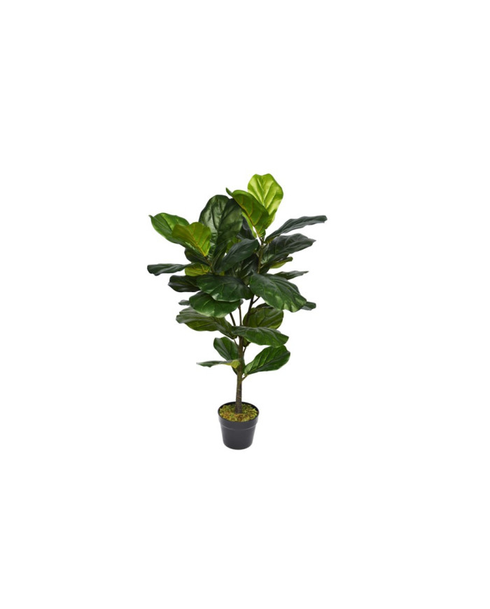 PLANTA FICUS LYRATA 55X98H