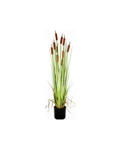MACETA GRASS ESPADAÐA 122H