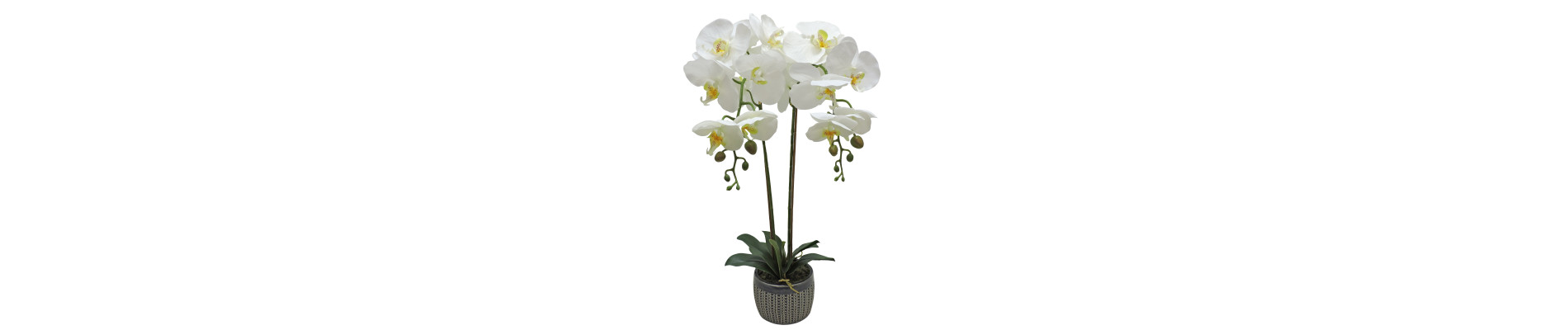 MACETA PHALENOPSIS 41CM