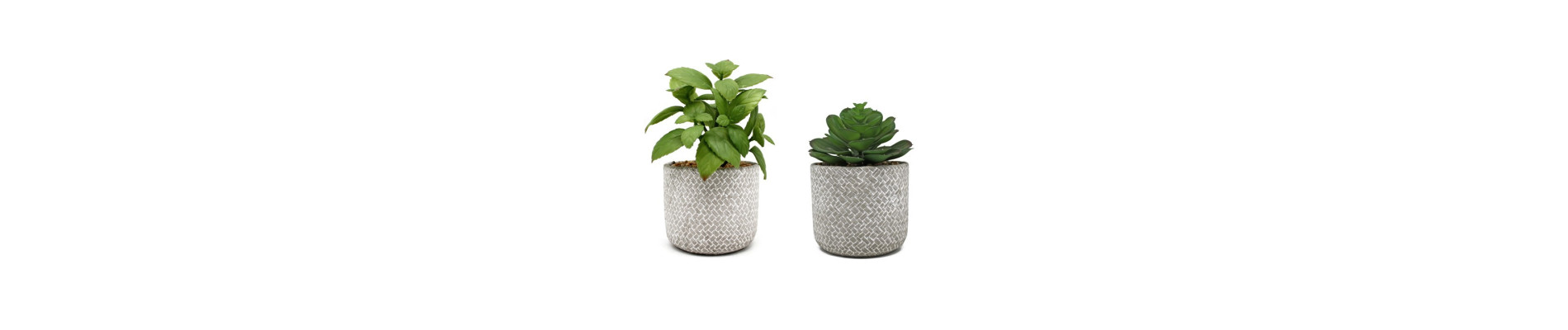 MACETA CACTUS MIX 14CM