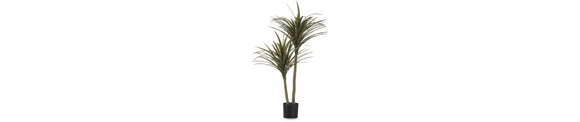 PLANTA CON MACETA HOJA ESTRECHA MEDIANA 150CM