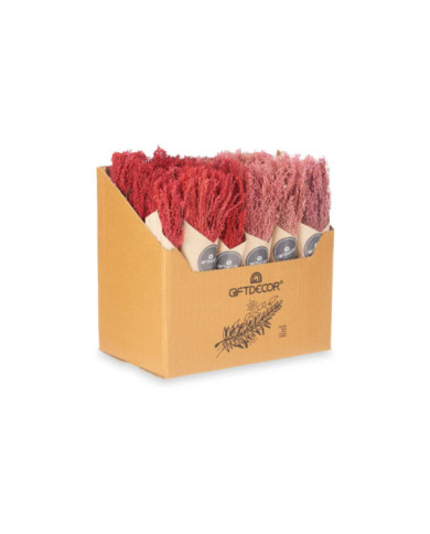 RAMILLETE CENTENO 2 COL SURT ROJO ROSA
